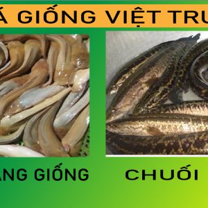 cá trê vàng giống và chuối hoa chất lượng